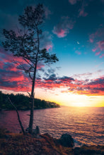 Load image into Gallery viewer, Between the Trees